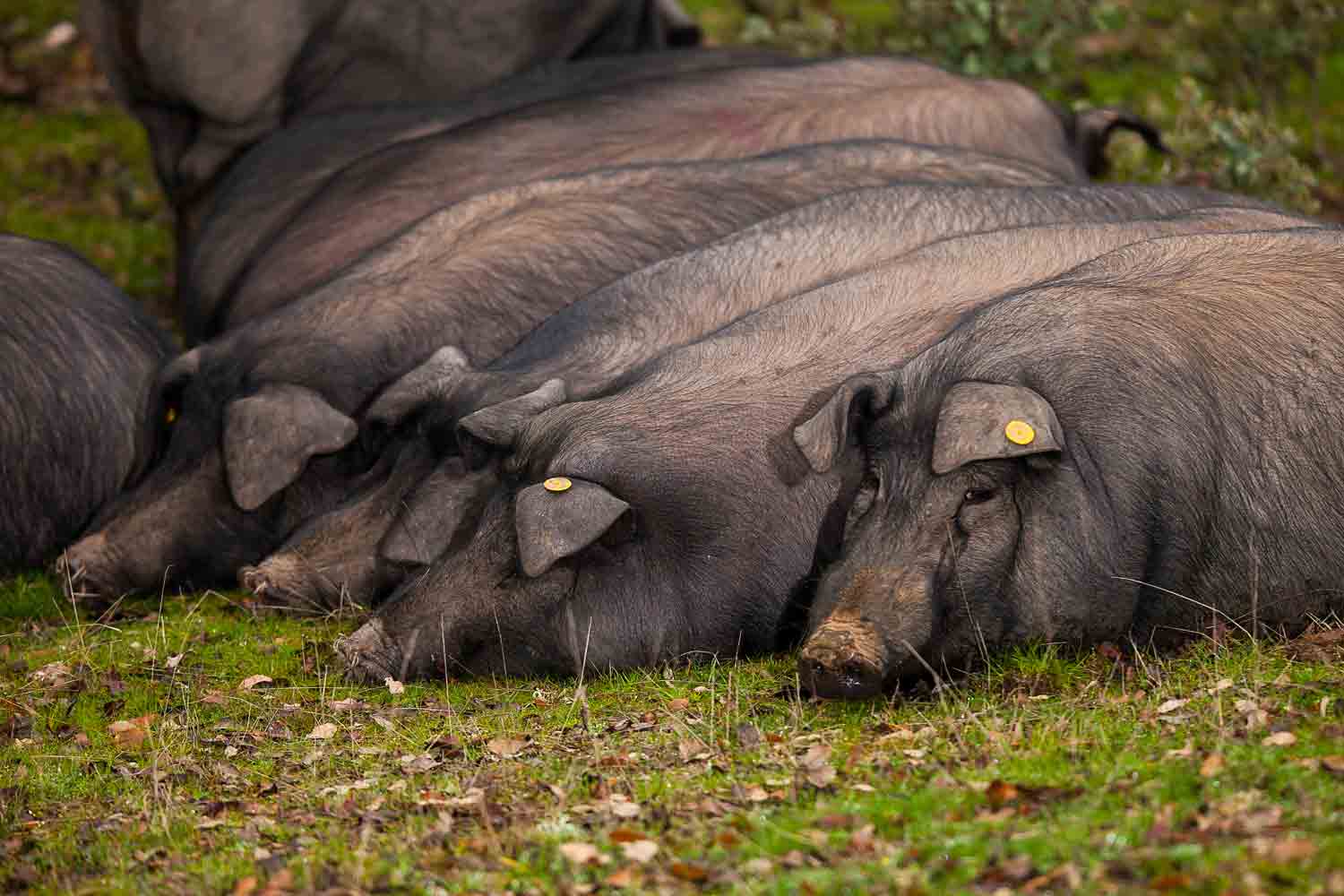 cerdos ibericos tumbados en el campo 